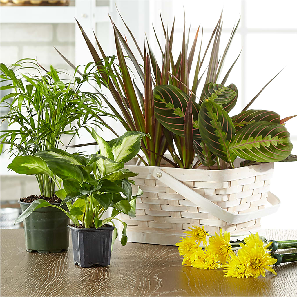 Florist Designed Blooming and Green Plants in a Basket – MAYA'S FLOWER SHOP, Carmichael CA