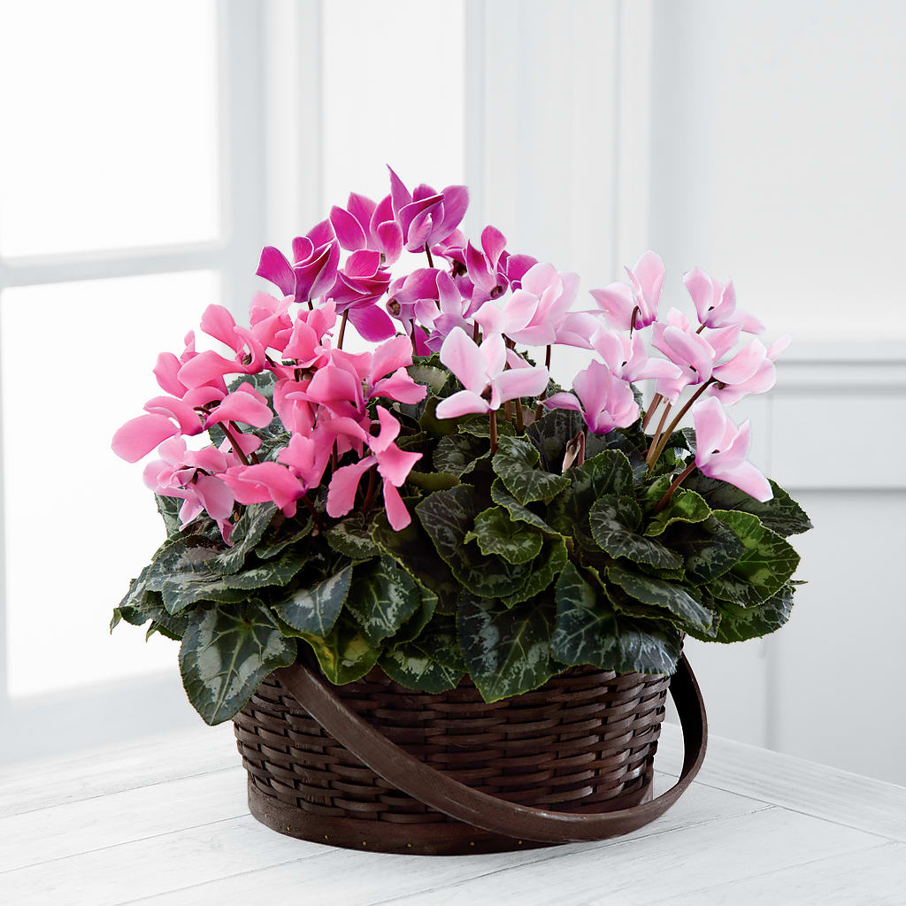 Mixed Cyclamen Planter – MAYA'S FLOWER SHOP, Carmichael CA