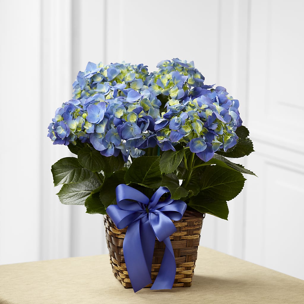 Blue Hydrangea Planter – MAYA'S FLOWER SHOP, Carmichael CA