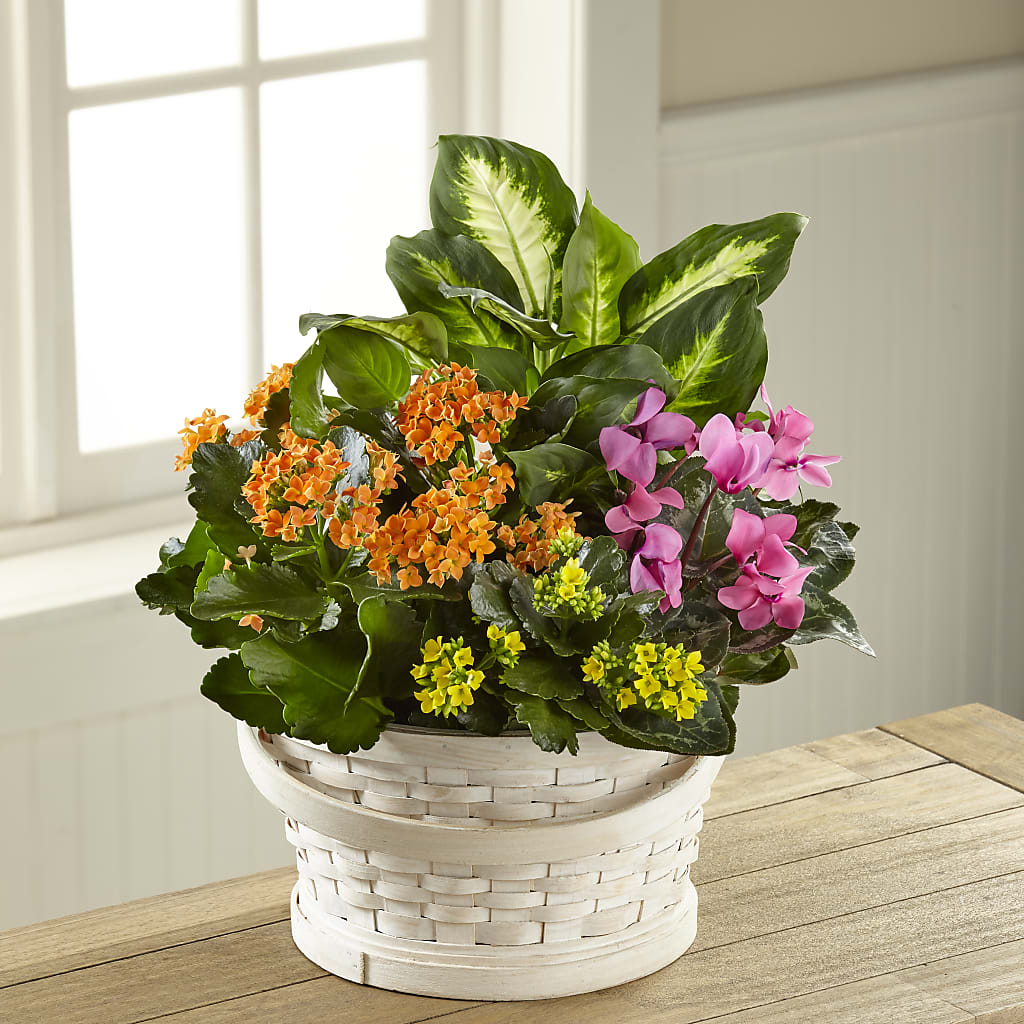 Color Crush Dishgarden – MAYA'S FLOWER SHOP, Carmichael CA