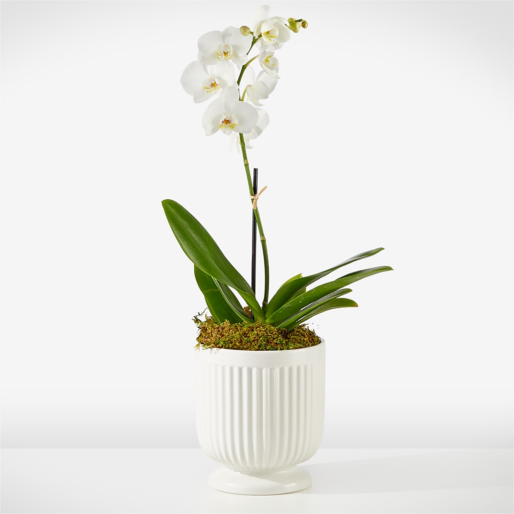 Whispering White Orchid – MAYA'S FLOWER SHOP, Carmichael CA