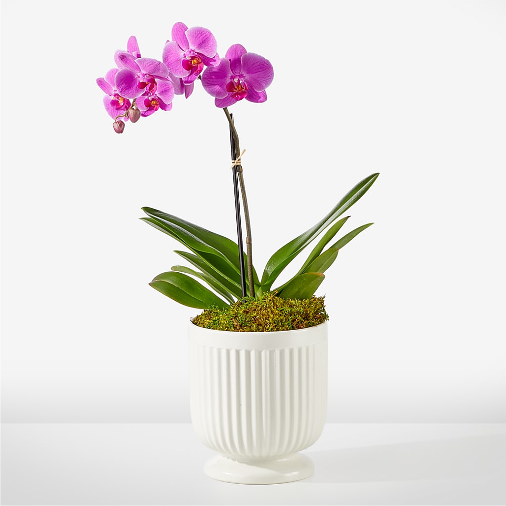 Friendly Fuchsia Orchid – MAYA'S FLOWER SHOP, Carmichael CA