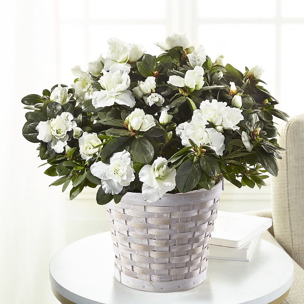 White Azalea Plant – MAYA'S FLOWER SHOP, Carmichael CA