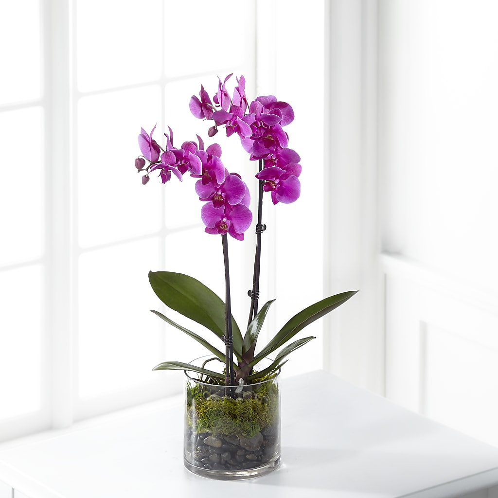 Pink Orchid Plant – MAYA'S FLOWER SHOP, Carmichael CA
