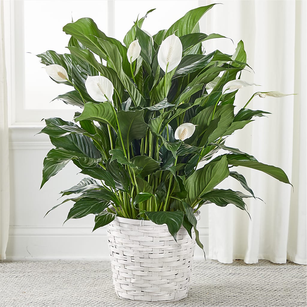 A New Leaf Peace Lily – MAYA'S FLOWER SHOP, Carmichael CA