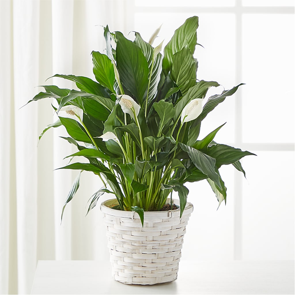 A New Leaf Peace Lily – MAYA'S FLOWER SHOP, Carmichael CA
