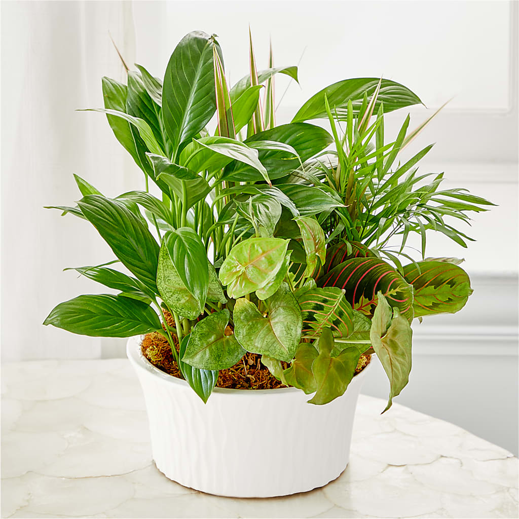 Balance & Harmony Dishgarden – MAYA'S FLOWER SHOP, Carmichael CA