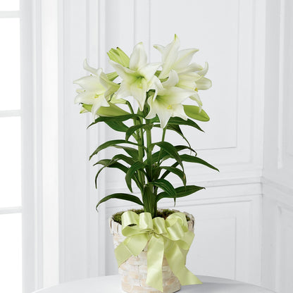 Easter Lily Plant – MAYA'S FLOWER SHOP, Carmichael CA