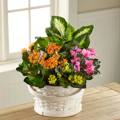 Color Crush Dishgarden – MAYA'S FLOWER SHOP, Carmichael CA