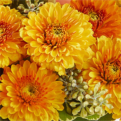 Peachy Pumpkin – MAYA'S FLOWER SHOP, Carmichael CA
