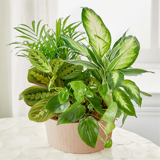 Balance & Harmony Dishgarden – MAYA'S FLOWER SHOP, Carmichael CA