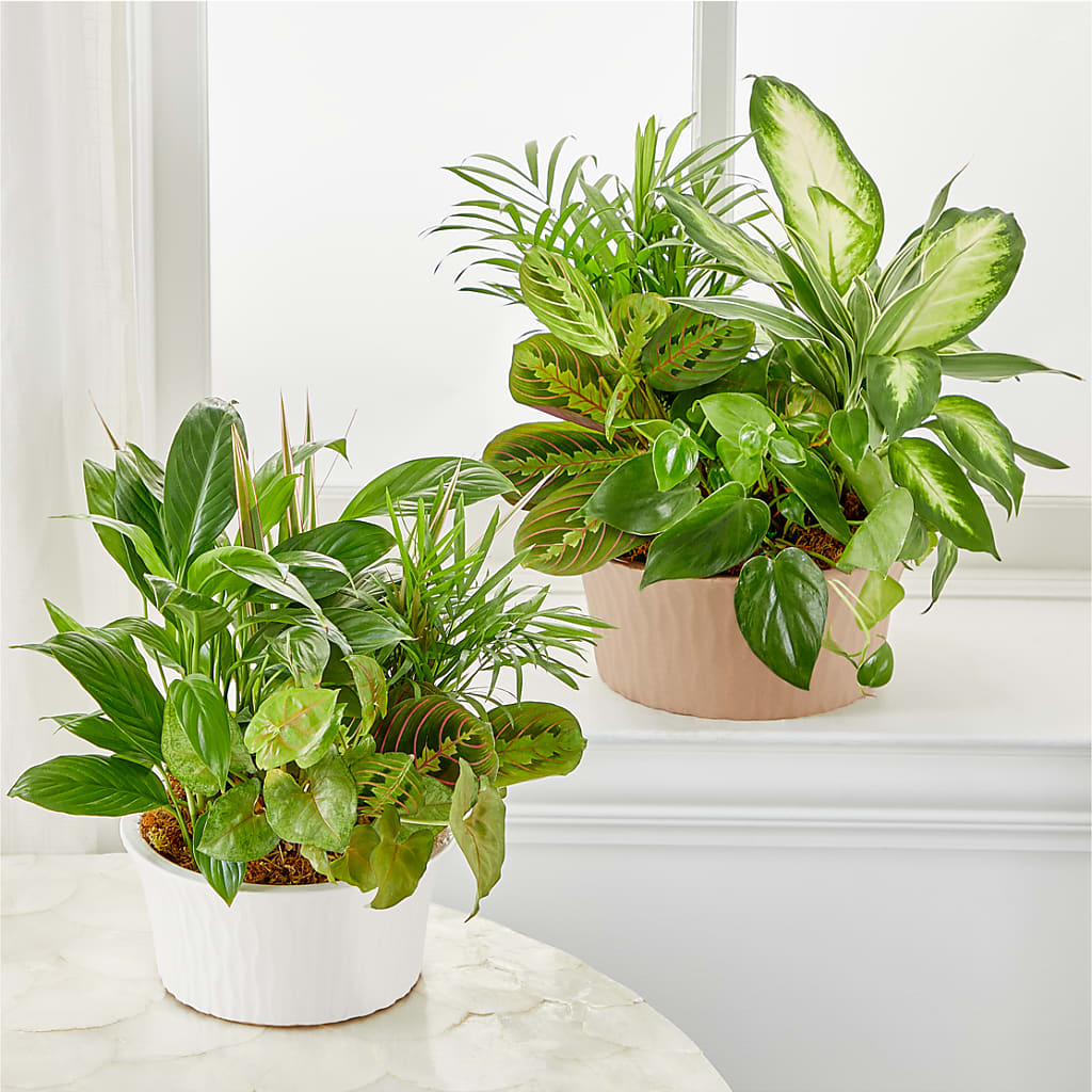 Balance & Harmony Dishgarden – MAYA'S FLOWER SHOP, Carmichael CA