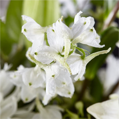 Classic Ivory – A Florist Original – MAYA'S FLOWER SHOP, Carmichael CA